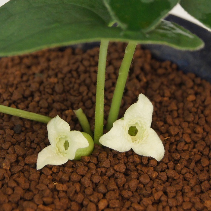 カンアオイ 南九州植物園が取り扱っているカンアオイ