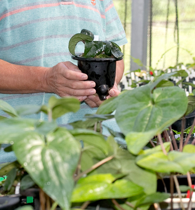 南九州植物園